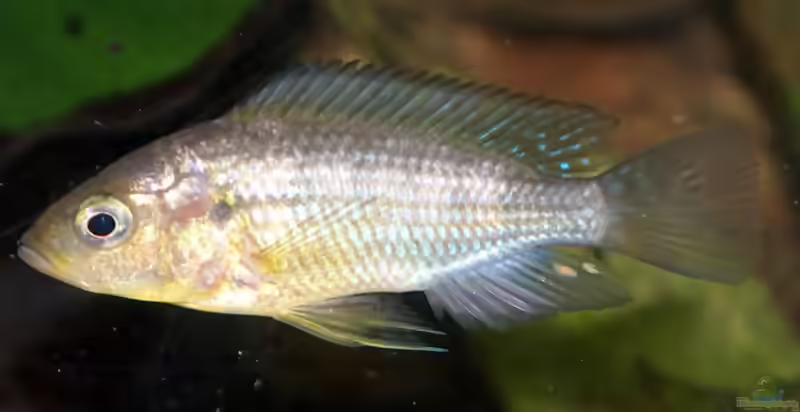 Aquarien mit Astatoreochromis alluaudi (Alluaudi-Buntbarsch)