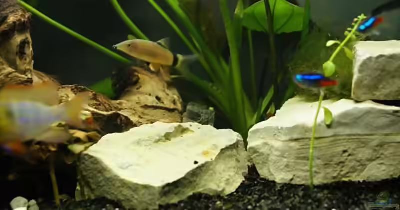 Yasuhikotakia morleti im Aquarium halten (Einrichtungsbeispiele für Mausschmerlen)