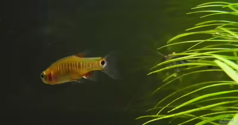 Danio erythromicron im Aquarium halten (Einrichtungsbeispiele für Querstreifen-Zwergbärbling)