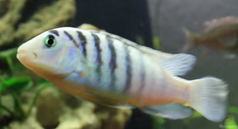 Einrichtungsbeispiele für Labidochromis chisumulae