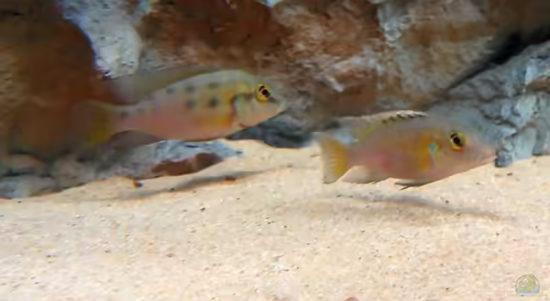 Aquarien mit Chromidotilapia guntheri (Günthers Prachtbarsch)
