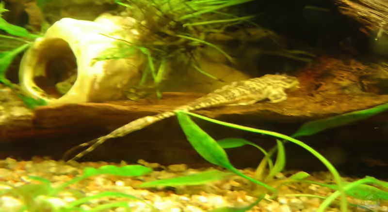 Rineloricaria lanceolata im Aquarium halten (Einrichtungsbeispiele für Lanzenharnischwelse)