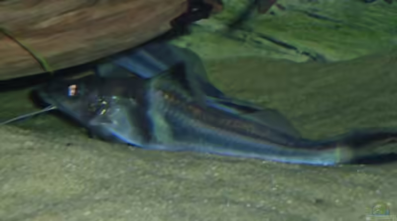 Pimelodus ornatus im Aquarium halten (Einrichtungsbeispiele für Schmuckantennenwelse)