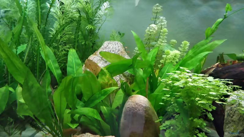 Aponogeton longiplumulosus im Aquarium pflanzen (Einrichtungsbeispiele mit Gewellte Madagaskar-Wasserähre)