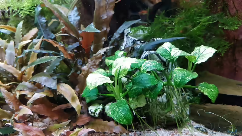 Aquarien mit Anubias Pinto
