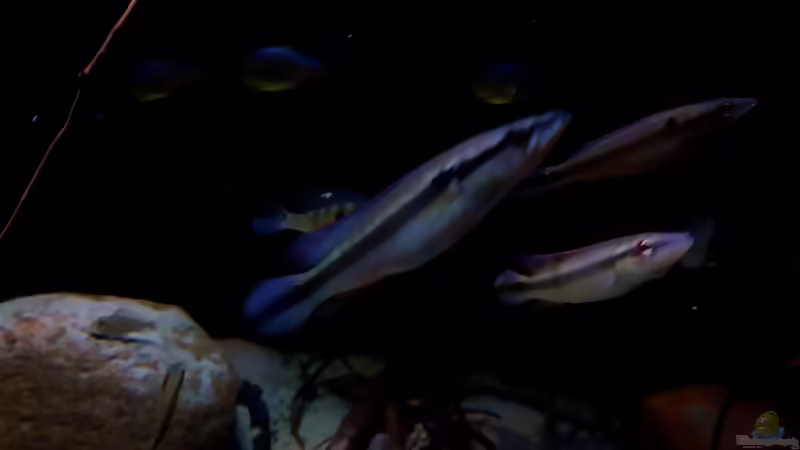 Aquarien mit Crenicichla inpa