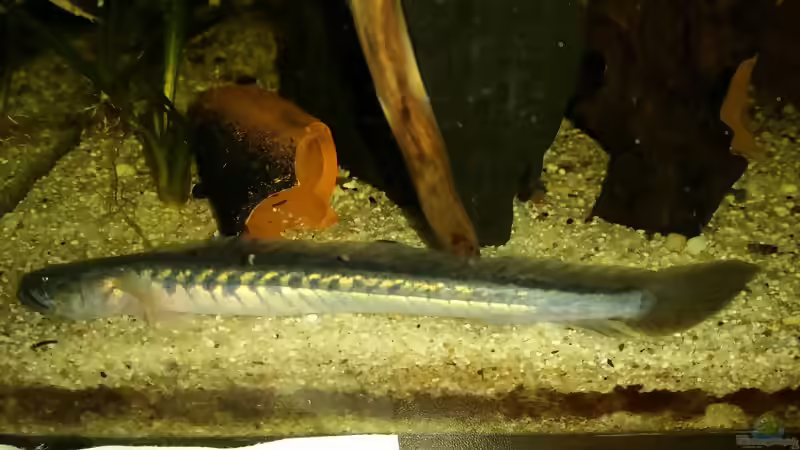 Aquarien mit Gobioides broussonnetii (Lila Aalgrundel)