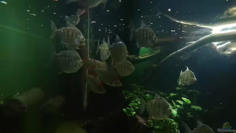 Aquarien mit Metynnis fasciatus (Gestreifter Scheibensalmler)