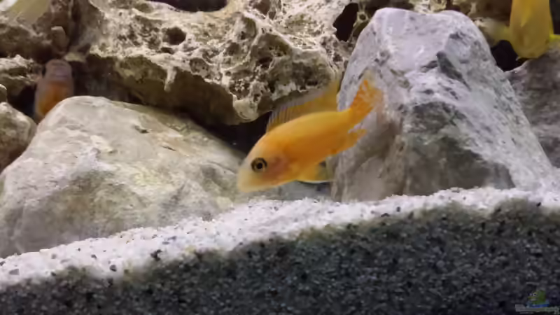 Aquarien mit Red Fire Garnelen (Neocaridina heteropoda)