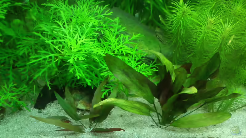 Barclaya longifolia im Aquarium (Einrichtungsbeispiele mit Langblättrige Barclaya)