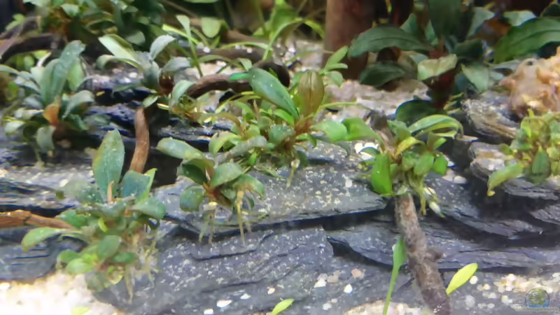 Bucephalandra Serimbu Brown im Aquarium pflegen (Einrichtungsbeispiele für Bucephalandra Serimbu Brown)