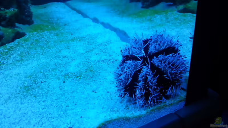 Echinoidea-Arten im Aquarium halten (Einrichtungsbeispiele mit Seeigeln)