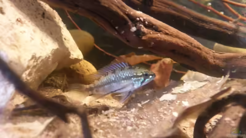 Einrichtungsbeispiele für die Haltung von Apistogramma trifasciata (Rotstrich-Zwergbuntbarsch) im Aquarium
