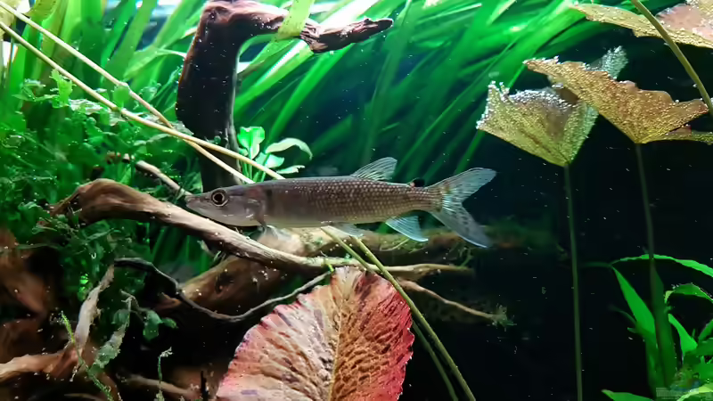 Hepsetus odoe im Aquarium halten (Einrichtungsbeispiele für Afrikanische Hechtsalmler)