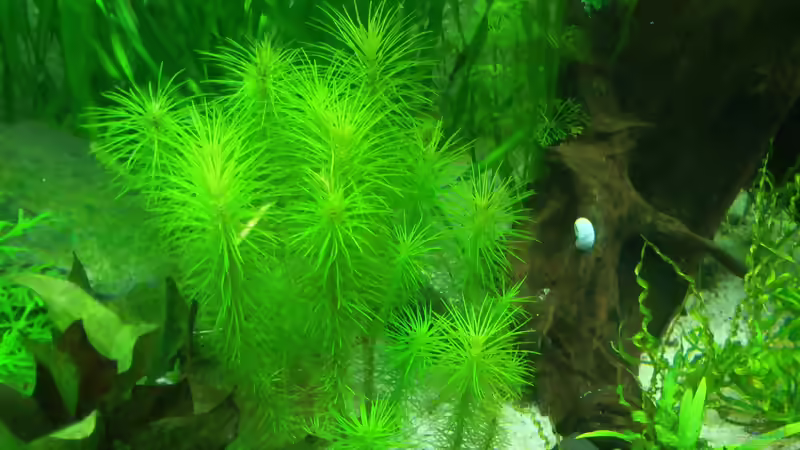 Pogostemon erectus im Aquarium (Einrichtungsbeispiele mit Indische Sternpflanze)