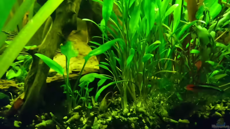 Schmalblättrige Nevelli-Wasserkelch im Aquarium pflegen (Einrichtungsbeispiele für Cryptocoryne lucens)
