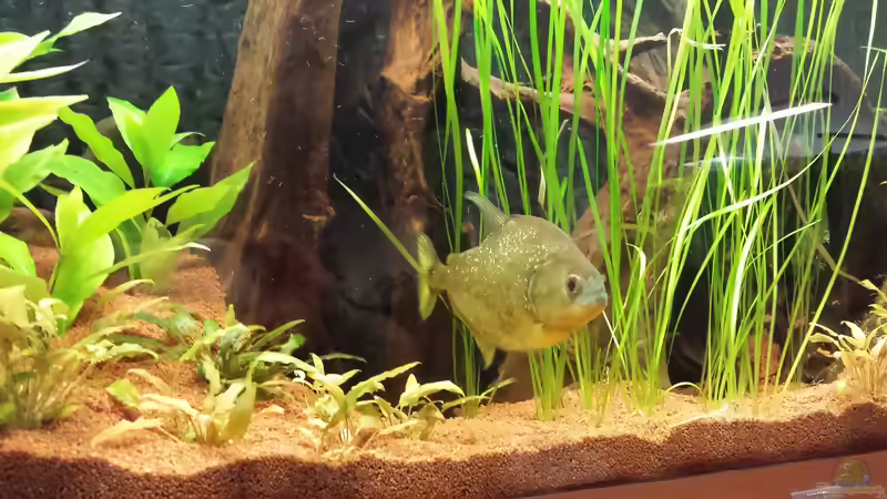 Serrasalmus maculatus im Aquarium halten (Einrichtungsbeispiele für Serrasalmus maculatus)