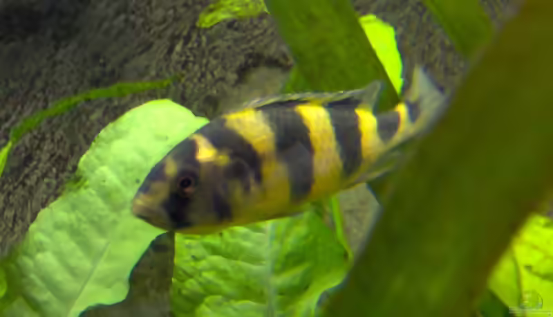 Astatotilapia latifasciata im Aquarium (Einrichtungsbeispiele für Astatotilapia latifasciata)