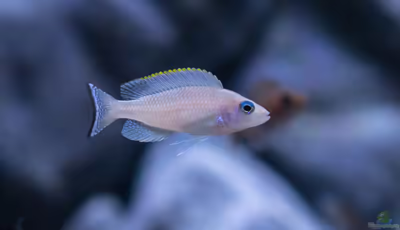 Neolamprologus leloupi im Aquarium (Einrichtungsbeispiele für Neolamprologus leloupi)
