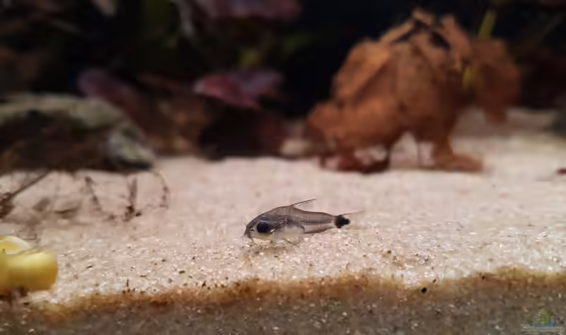 Aquarien für Corydoras hastatus (Sichelfleck-Zwergpanzerwels)