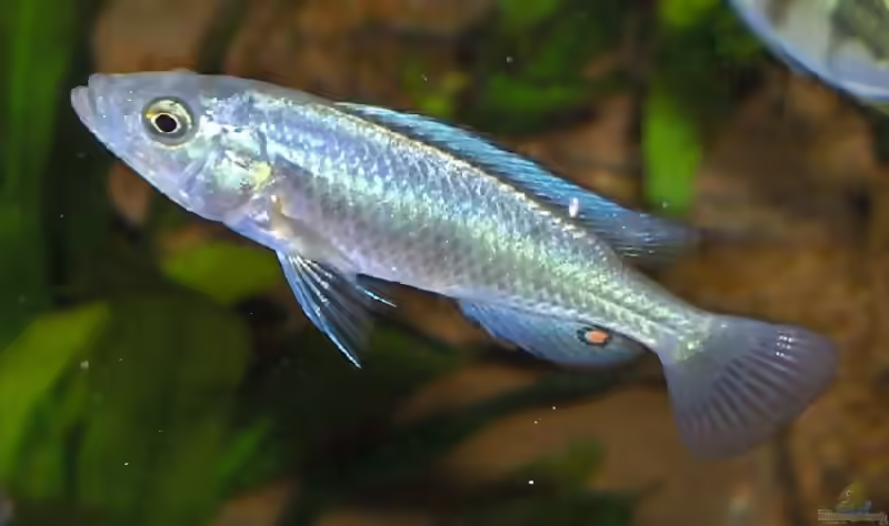 Lipochromis sp. "Matumbi hunter" im Aquarium (Einrichtungsbeispiele für Lipochromis sp. "Matumbi hunter")