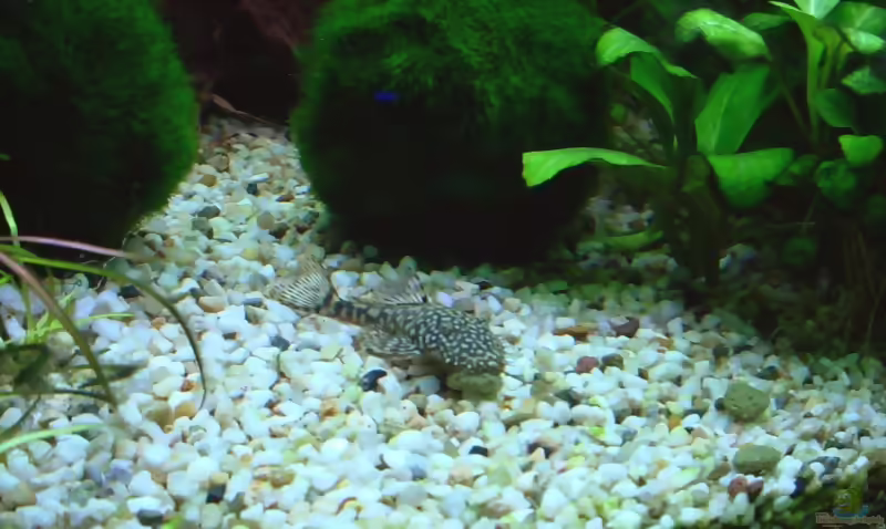 Ancistrus claro im Aquarium halten (Einrichtungsbeispiele für Ancistrus golden marble - LDA 8)