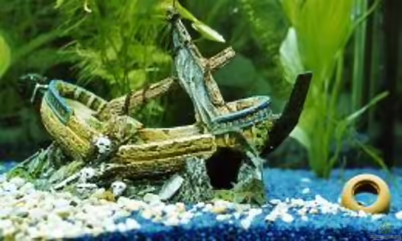 Aquarien mit Schiffen als Deko (Schiffswrack)