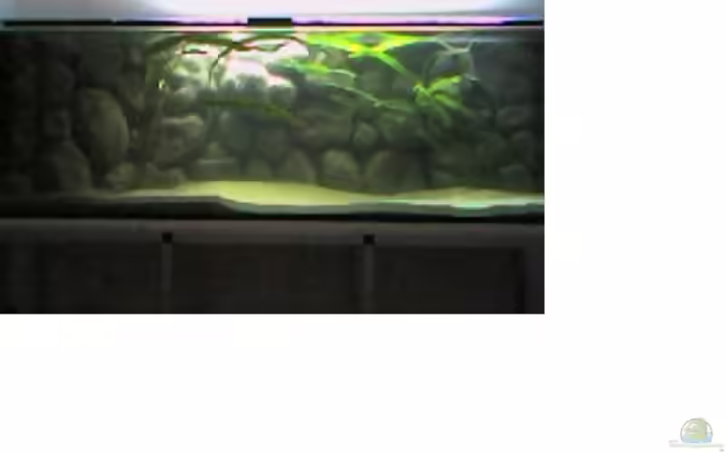 Usteris Wasserkelch im Aquarium pflegen (Einrichtungsbeispiele für Cryptocoryne usteriana)