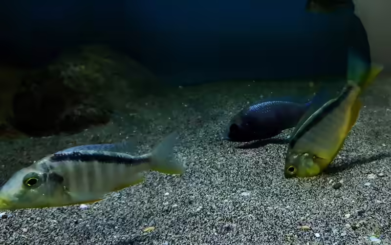 Aquarien mit Taeniolethrinops furcicauda