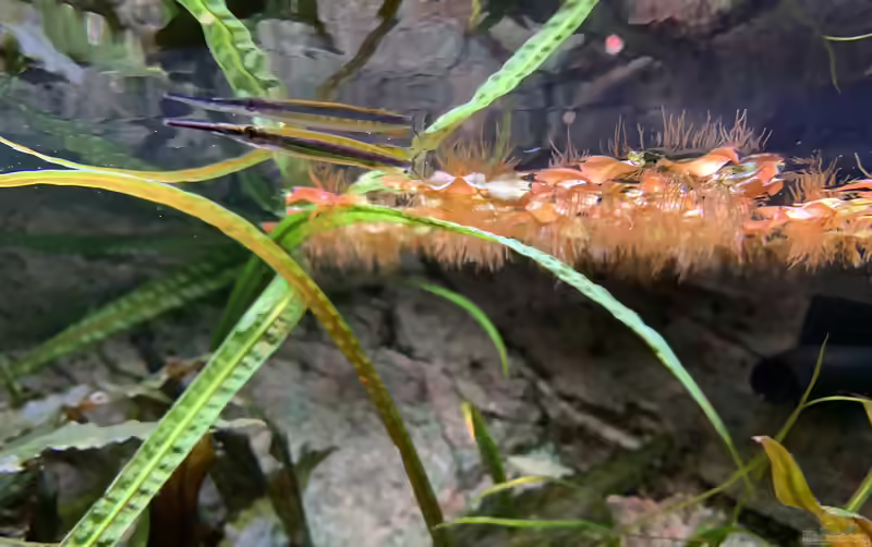 Hemirhamphodon tengah im Aquarium halten (Einrichtungsbeispiele für Neonstreifen-Halbschnäbler)