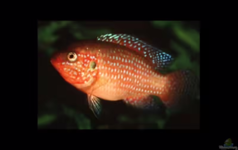 Aquarien mit Hemichromis guttatus (Roter Buntbarsch)