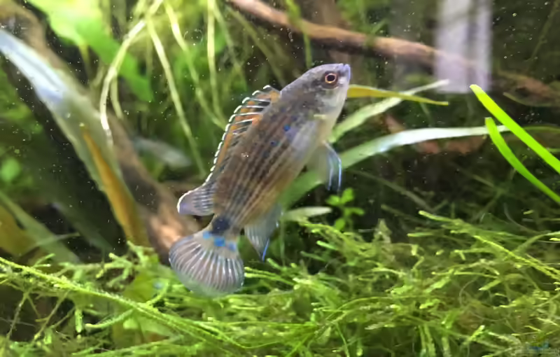 Badis ruber im Aquarium halten (Einrichtungsbeispiele für Roter Badis)