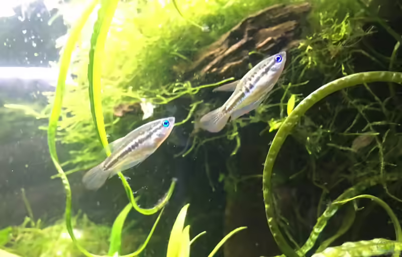 Trichopsis vittata im Aquarium halten (Einrichtungsbeispiele für Knurrender Gurami)