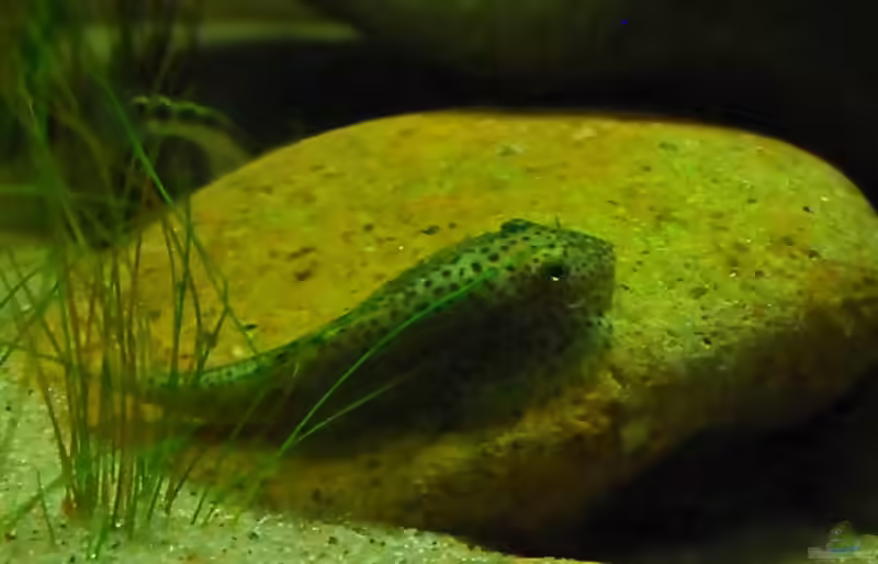 Aquarien mit Beaufortia kweichowensis (Feinpunkt Flossensauger)