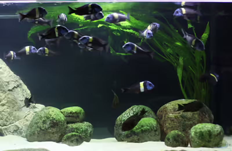 Hammerschlag-Wasserkelch im Aquarium pflegen (Einrichtungsbeispiele für Cryptocoryne aponogetifolia)