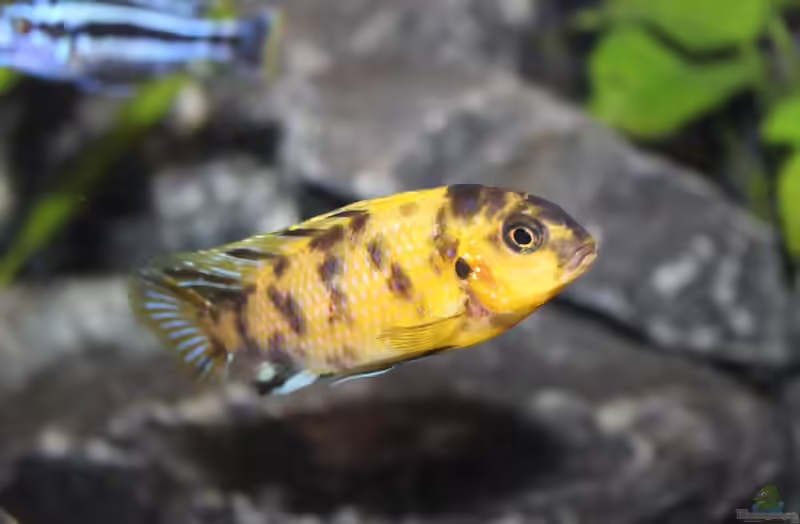 Tropheops sp. black im Aquarium halten (Einrichtungsbeispiele für Tropheops sp. black)
