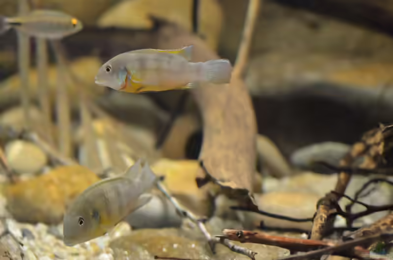 Aquarien mit Benitochromis ufermanni