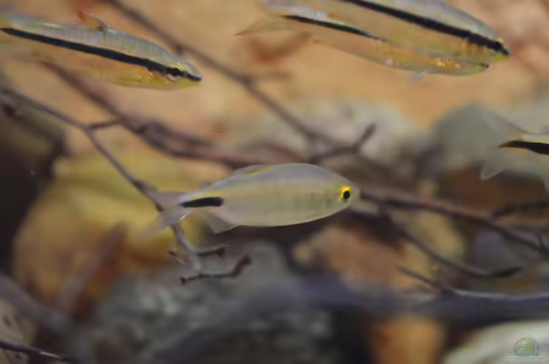 Aquarien mit Brycinus longipinnis (Langflossensalmler)