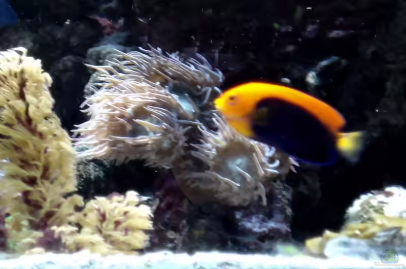Aquarien mit Centropyge acanthops (Orangerücken-Zwergkaiserfisch)