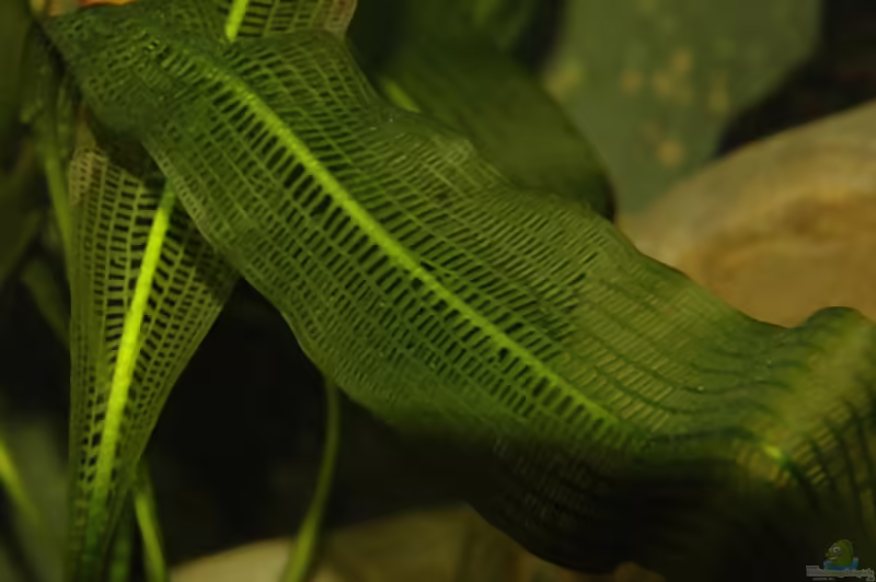 Aponogeton henkelianus im Aquarium pflanzen (Einrichtungsbeispiele mit Große Madagaskar-Gitterpflanze)