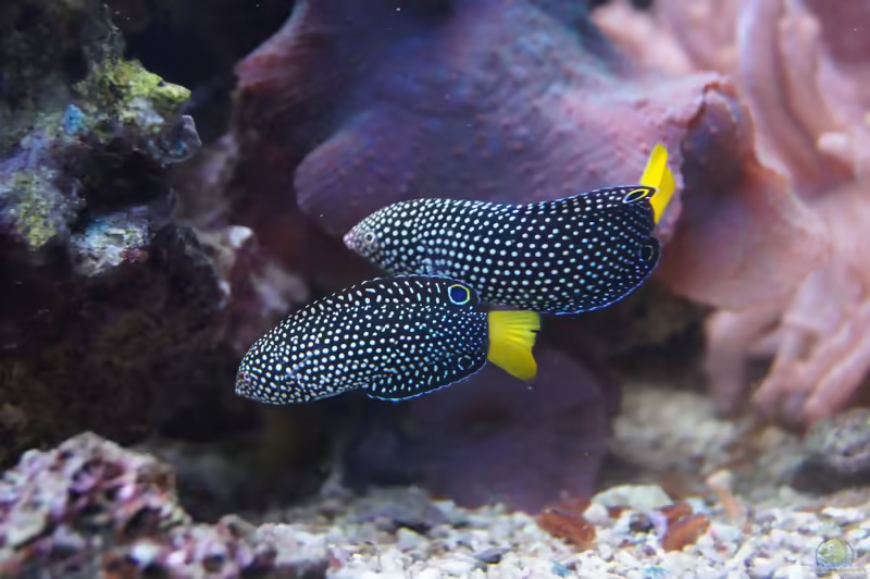 Aquarien mit Anampses meleagrides (Gelbschwanz-Perllippfisch)
