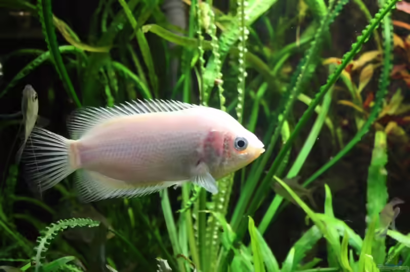 Aquarien mit Helostoma temminckii (Küssender Gurami)