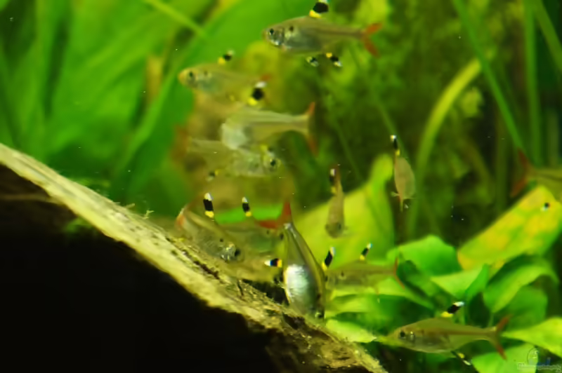 Aquarien mit Pristella maxillaris (Sternflecksalmler)