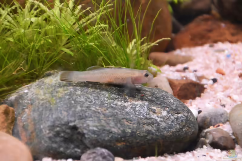 Aquarien mit Rhinogobius rubromaculatus (Taiwangrundel)