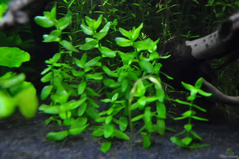 Bacopa caroliniana im Aquarium (Einrichtungsbeispiele mit Großes Fettblatt)