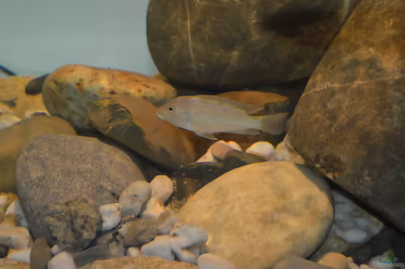 Ctenochromis polli im Aquarium halten (Einrichtungsbeispiele für Haplochromis polli)
