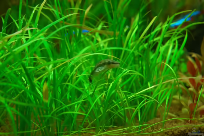 Echinodorus tenellus im Aquarium pflegen (Einrichtungsbeispiele für Grasartige Schwertpflanze)