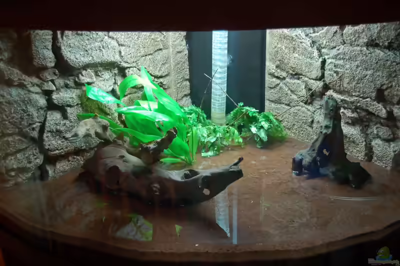 Fiederspaltiger Wasserfreund im Aquarium pflegen (Einrichtungsbeispiele für Hygrophila pinnatifida)