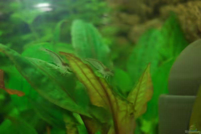 Grüner Wasserkelch im Aquarium pflegen (Einrichtungsbeispiele für Cryptocoryne wendtii)