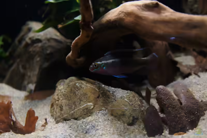 Pelvicachromis sacrimontis im Aquarium halten (Einrichtungsbeispiele für Pelvicachromis sacrimontis)